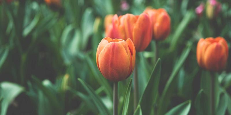 市场洞察与情报分析：数字化转型中驱动业务增长的战略引擎