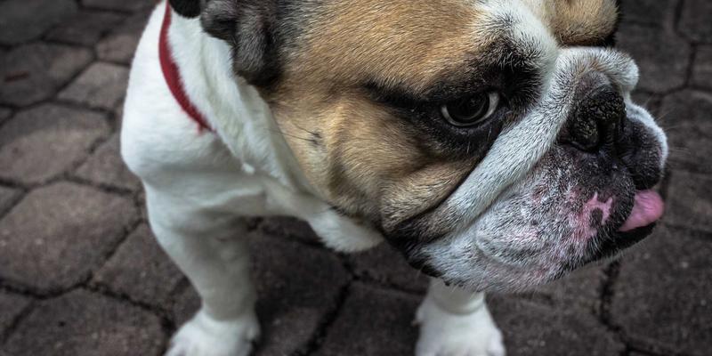 市场调研应用：商业分析与情报分析如何驱动企业精准决策