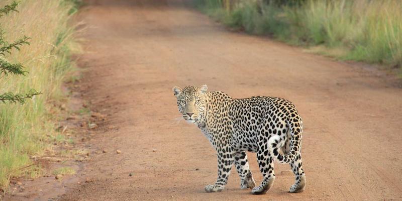 数据研究驱动商业分析：如何通过市场调研精准识别蓝海市场的完整框架